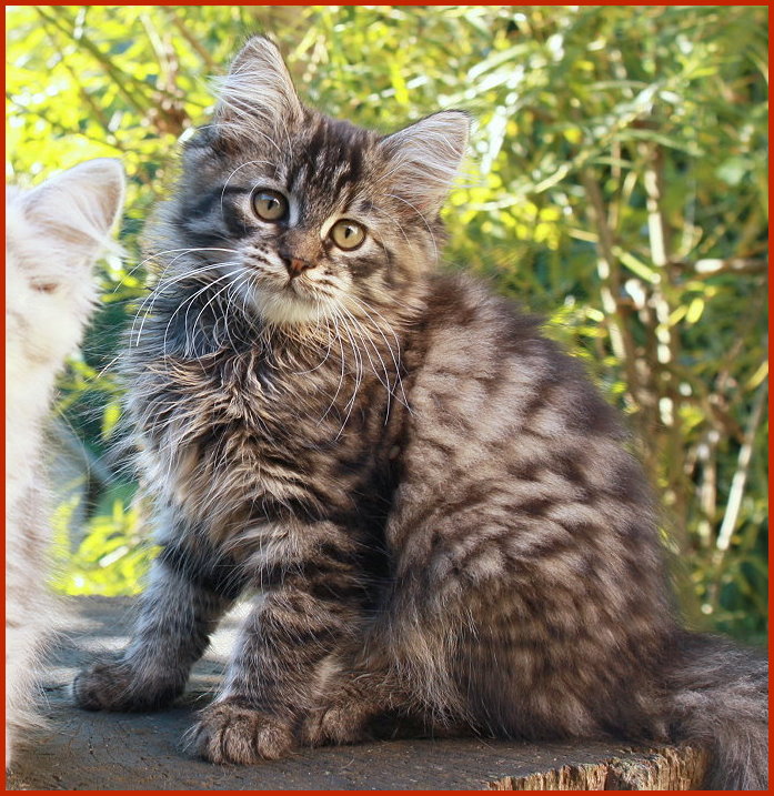 Sibirische Katze Yulischka Sibirische Katze Yulischka von den Schwarzwaldtigern