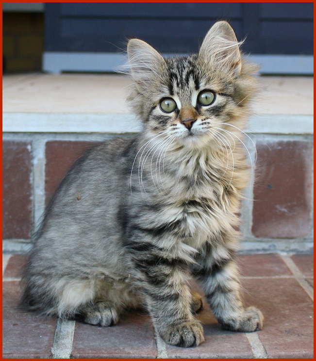 Sibirische Katze Zahara Sibirische Katze Zahara von den Schwarzwaldtigern