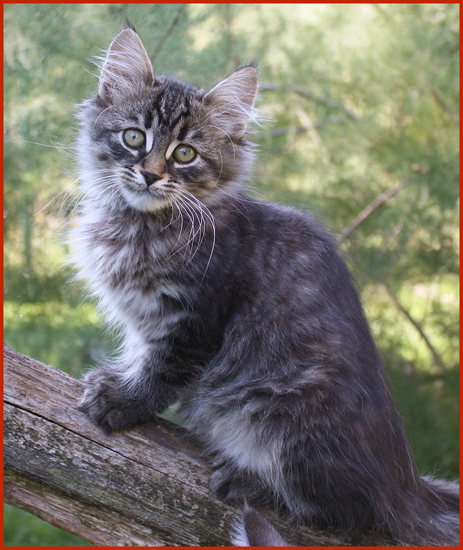 Sibirischer Kater Zar Saltan Sibirischer Kater Zar Saltan von den Schwarzwaldtigern