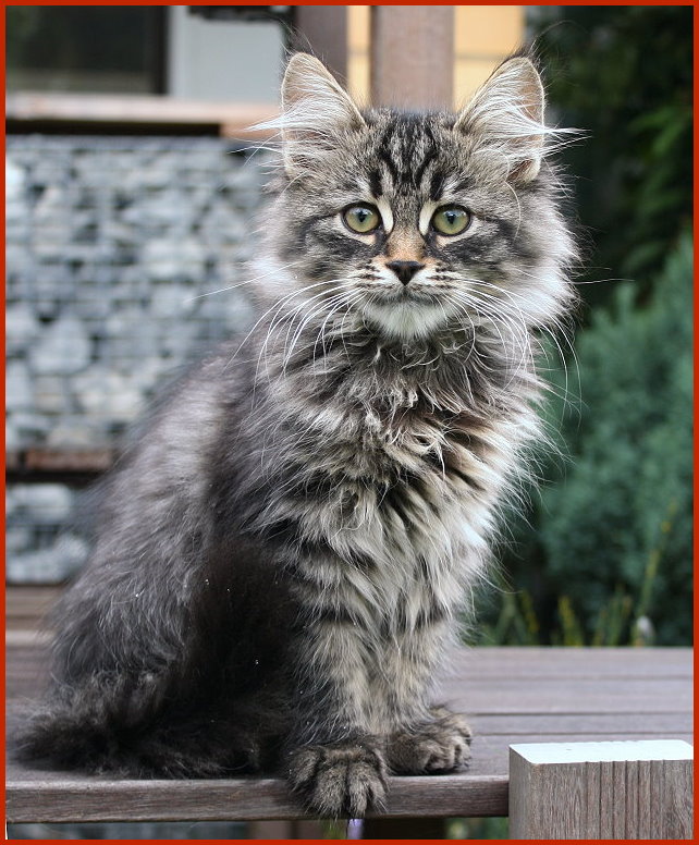 Zar Saltan 14,5 Wochen