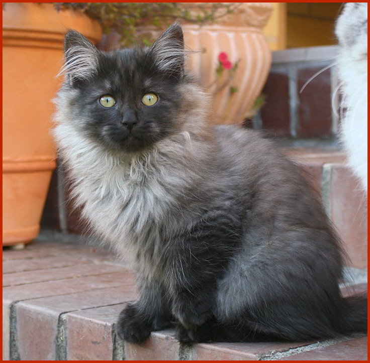 Sibirische Katze Zelda Sibirische Katze Zelda von den Schwarzwaldtigern