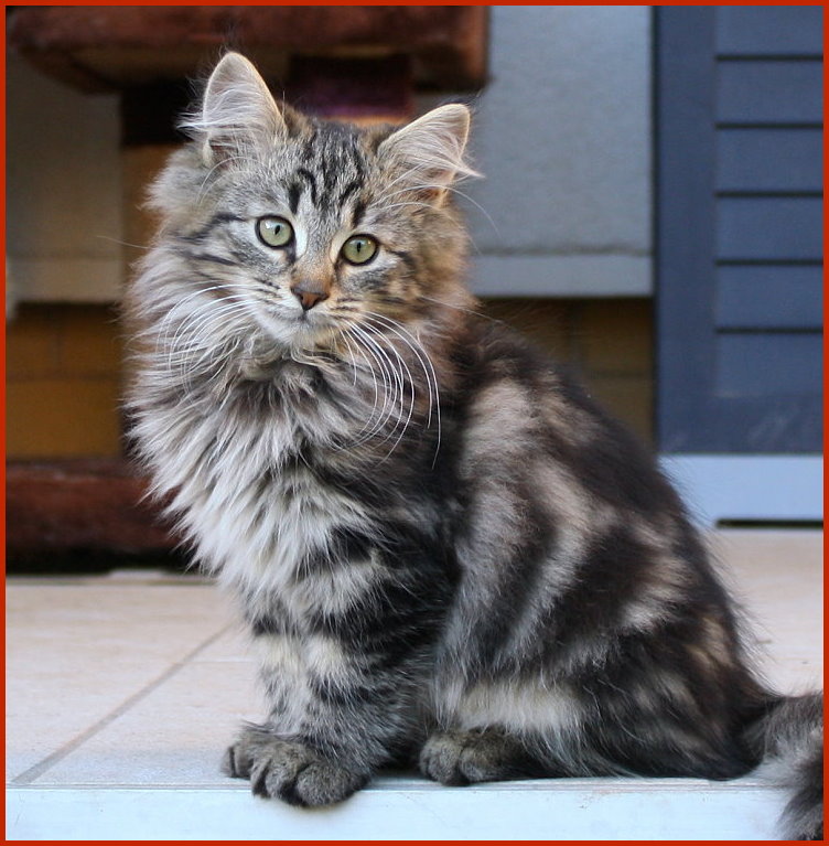 Sibirischer Kater Zephir Sibirischer Kater Zephir von den Schwarzwaldtigern