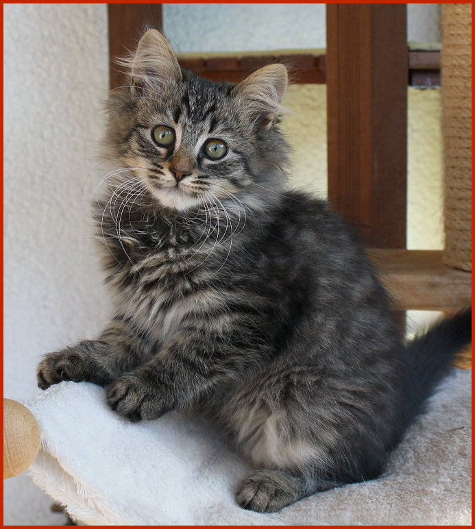 Sibirischer Kater Zoran Sibirischer Kater Zoran von den Schwarzwaldtigern